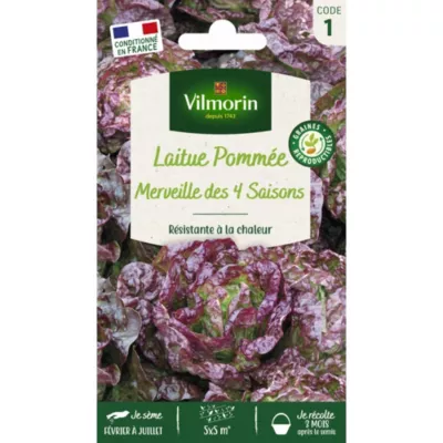 Graines laitue variété Pommée merveille des 4 saison Vilmorin