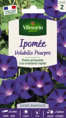 Graines d'Ipomée Volubilis Pourpre Vilmorin