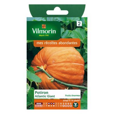Graines de potiron variété "Atlantic Giant" Vilmorin semis de mars à mai