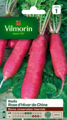 Graines de radis variété "Rose d'hiver de Chine" Vilmorin semis de juin à août