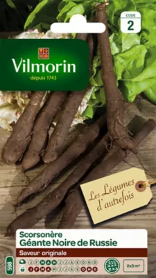 Graines de scorsonère variété "Géante noire de Russie" Vilmorin semis de mars à mai