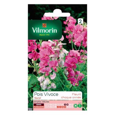 Graines de Pois Vivace Varié Vilmorin
