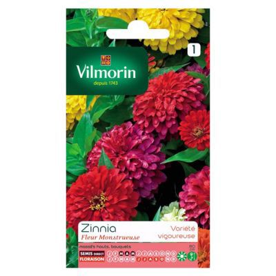 Graines de Zinnia à Fleur Monstrueuse Varié Vilmorin
