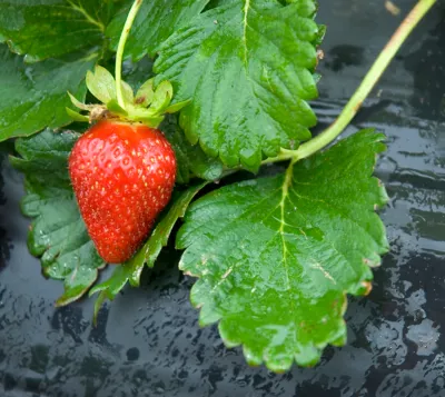 Film de paillage spécial fraises Jany H. 1,4 m x L. 5 m x Ep. 30 µ noir