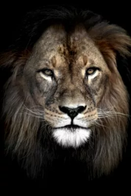 Toile Lion portrait couleur Ceanothe L.65 X L.45 cm