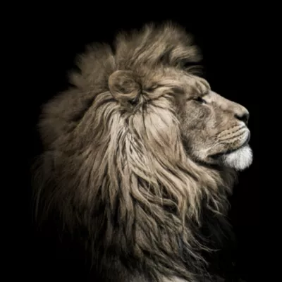 Toile Lion Sepia 65 x 65 cm Ceanothe
