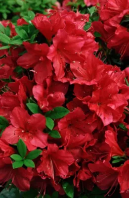 Azalée du Japon Hortival Diffusion en pot