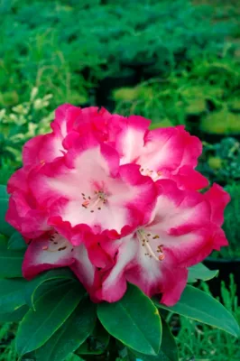Rhododendron Hortival Diffusion en pot