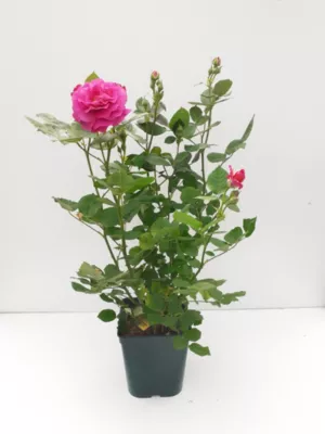 Rosier buisson boutons pot de 5 litres