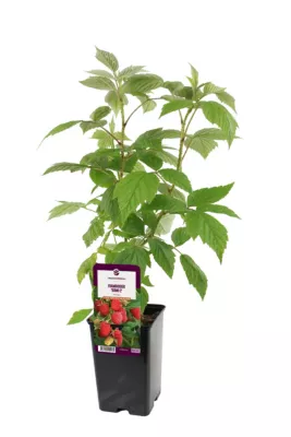 Arbuste fruitier framboisier Sumo 2 1,3L Taugourdeau - 1 pot