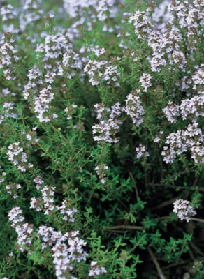 Plantes aromatiques variées
