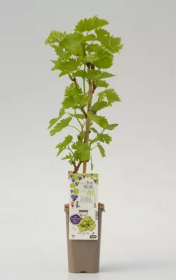Arbuste fruitier vigne Exalta P1 5L Cerdys - 1 pot