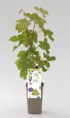 Arbuste fruitier Centennial Seedless Cerdys - 1 pot