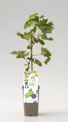 Arbuste fruitier vigne Danuta P1 5L Cerdys - 1 pot