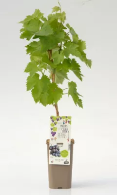 Arbuste fruitier vigne Alvina P1 5L Cerdys - 1 pot