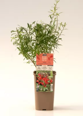 Arbuste fruitier goji Little Cerdys - 1 pot