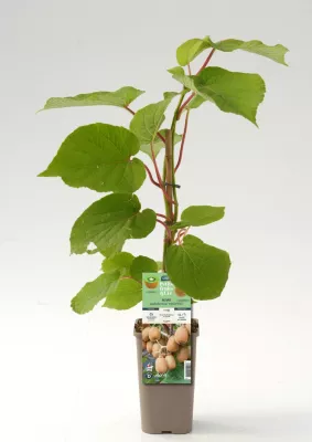Arbuste fruitier kiwi Herma Cerdys - 1 pot