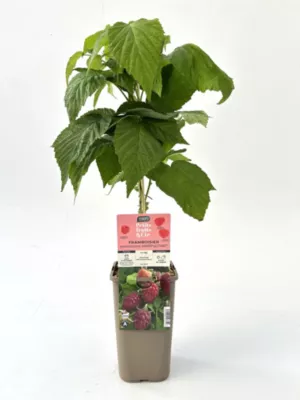 Arbuste fruitier framboisier Happy star P1 5L Cerdys - 1 pot