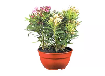 Plante d'extérieur type Laurier rose en 3 variétés différentes hauteur 40 à 50 cm en pot