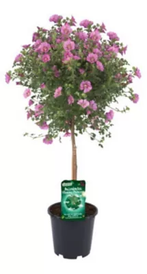 Plante Anisodontea Capensis Tige 19