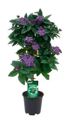 Plante Héliotropium Peruvianum Tige 19