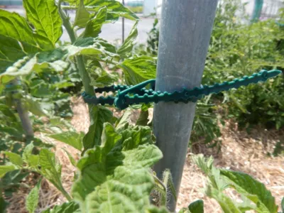 Lien cranté L. 17 cm Jany vendu par 20 pièces