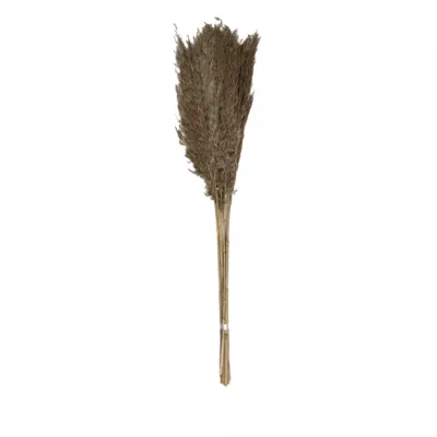 Pampas laineuses sechées H.75cm, 9 pièces JBY creation