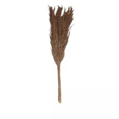 Pampas laineuses sechées H.75cm, 7 pièces JBY creation