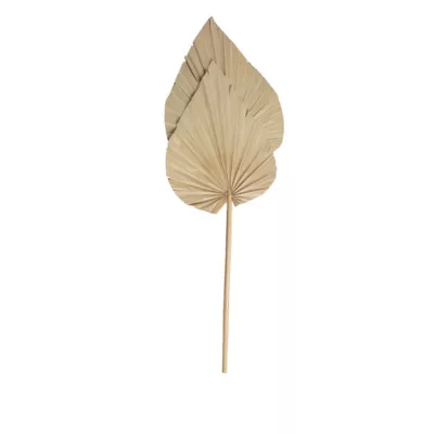 Feuilles décoratives de palmier sechées XL H.70cm, 2 pièces JBY creation