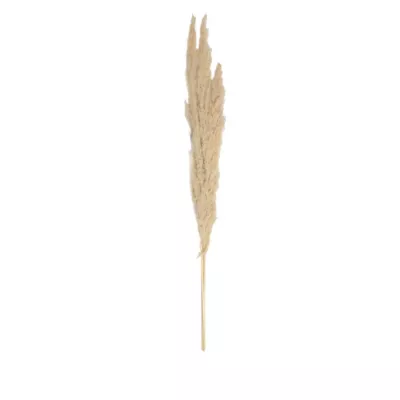 Pampas blanches sechées H.80cm, 3 pièces JBY creation
