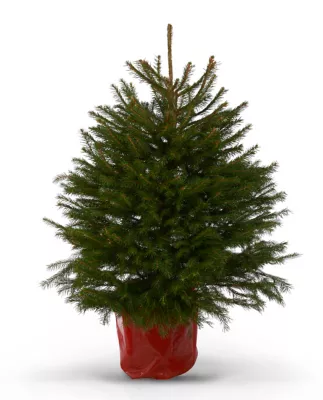 Sapin épicéa en pot 80/100 cm