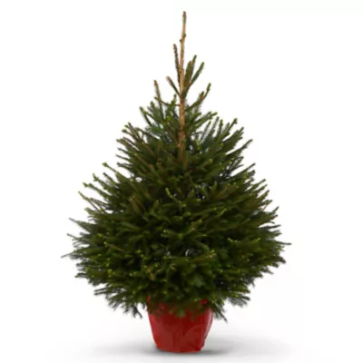 Sapin naturel Epicéa en pot h.120/150 cm