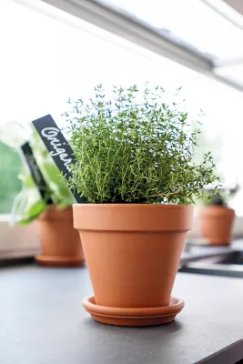 Soucoupe terre cuite pour pot Verve Laleh ø11,2 cm