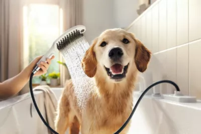 Douchette à main pour chien, 3 jets, blanc, Hansgrohe Dogshower