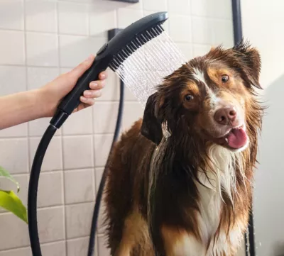 Douchette à main pour chien, 3 jets, noir, Hansgrohe Dogshower