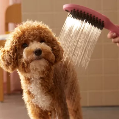 Douchette à main pour chien, 3 jets, rose, Hansgrohe Dogshower