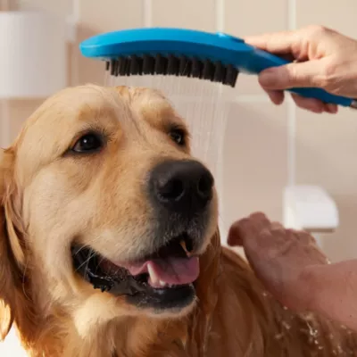 Image principale de Douchette à main pour chien, 3 jets, bleu, Hansgrohe Dogshower