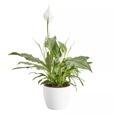 Fleur de lune, pot en céramique 14cm
