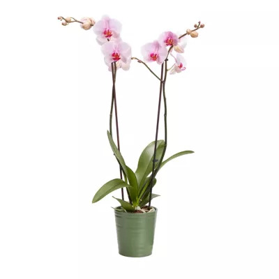 Orchidée 2 tiges avec pot en céramique 12cm, Assortiment