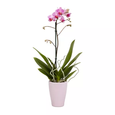 Orchidée 1 tige avec pot en céramique 9cm, Assortiment