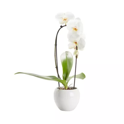 Orchidée Grandiflora blanche 1 tige avec pot en céramique 14cm