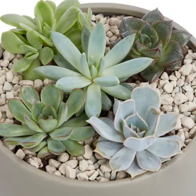 Succulente en jardinière ronde 20 cm