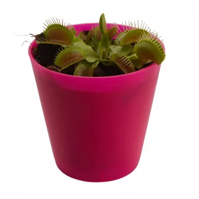 Dionée attrape-mouche, assortiment, pot 9cm