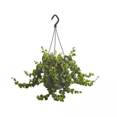 Aeschynanthus « Rasta », pot suspendu, 15cm
