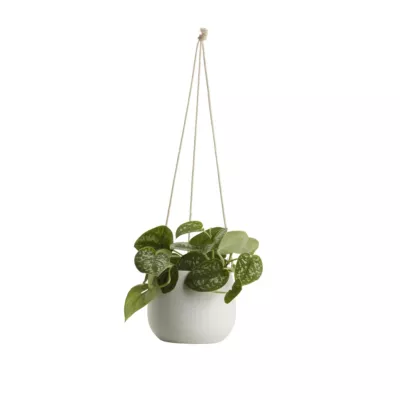 Pothos tacheté, pot en céramique suspendu, 13cm