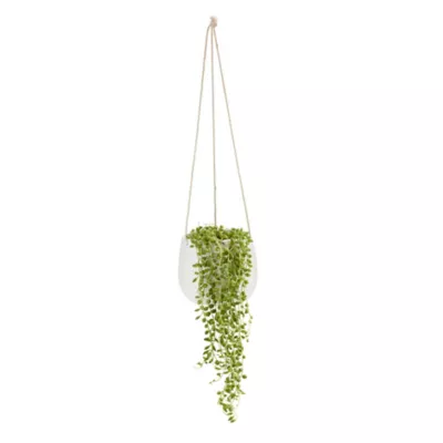 Séneçon de Rowley, pot en céramique suspendu, 13cm