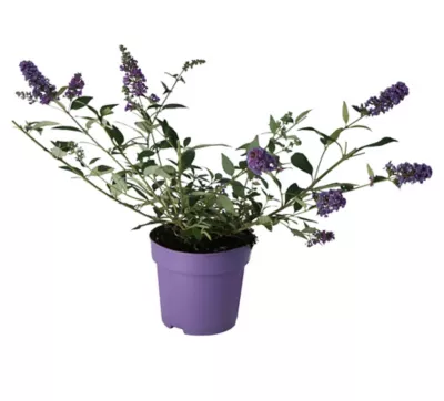 Plante d'extérieur Buddleia buzz, pot 5L