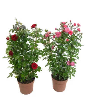 Rosier grimpant en pot 5L