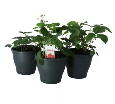 Fraise plante d'extérieur, pot plastique 19 cm