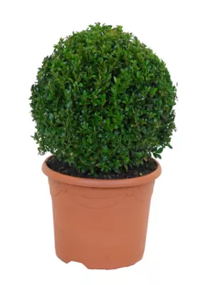 Buis en boule en pot de 40 cm pour extérieur